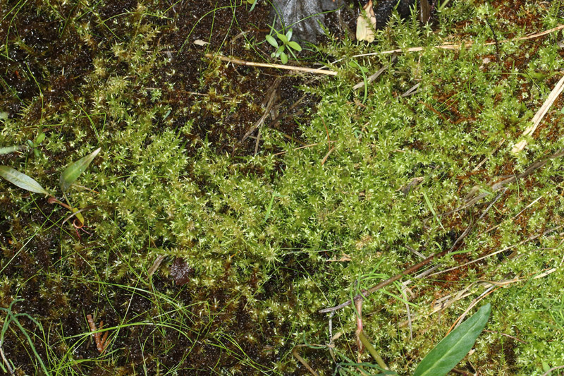 Calliergon giganteum
